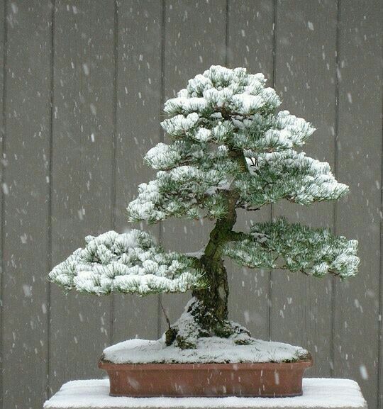 bonsai a febbraio