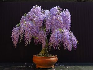 bonsai a maggio - glicine
