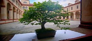 bonsai a giugno (BIELLA)