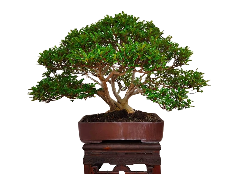 concimazione bonsai pepe cinese
