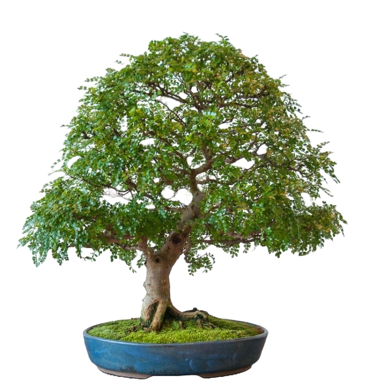 bonsai pepe cinese