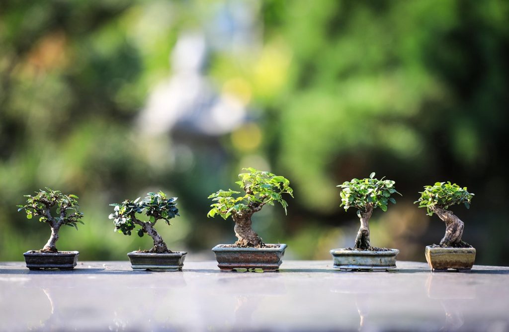 bonsai