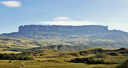 Monte Roraima - Alberi giganti fossilizzati