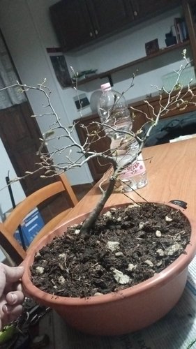 carpino - bonsai e CO2