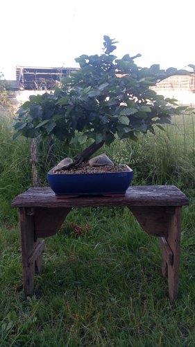 carpino - bonsai e CO2
