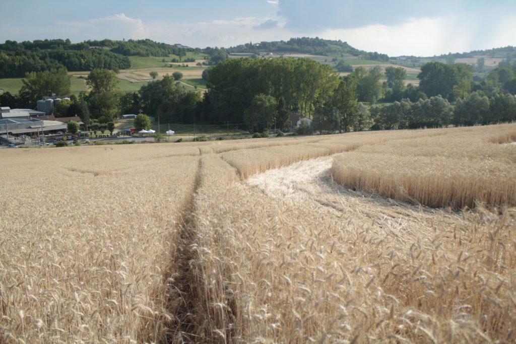 cerchio nel grano di Robella d'Asti
