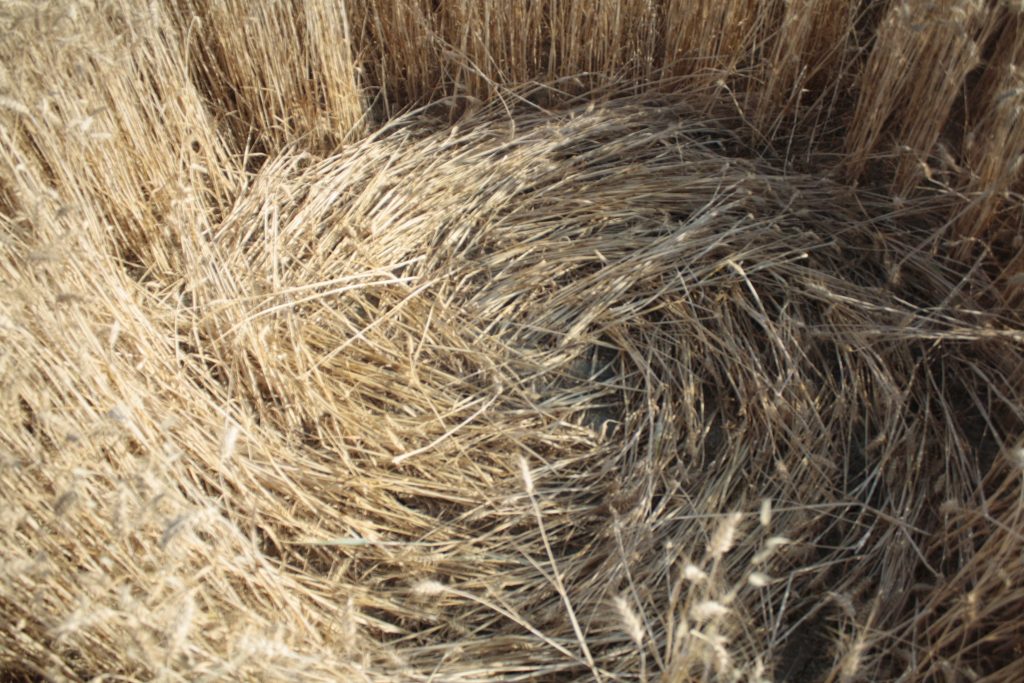 cerchio nel grano di Robella d'Asti