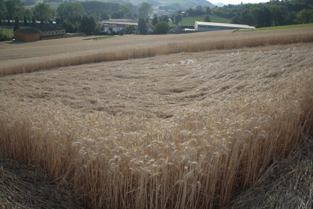 cerchio nel grano di Robella d'Asti