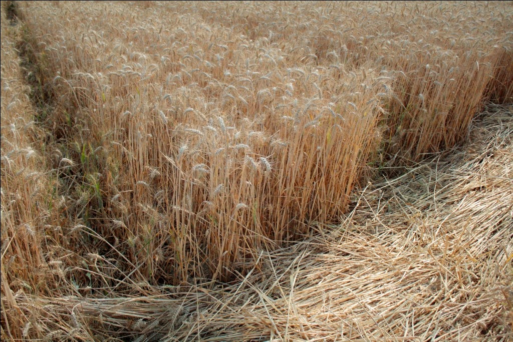 cerchio nel grano di Robella d'Asti
