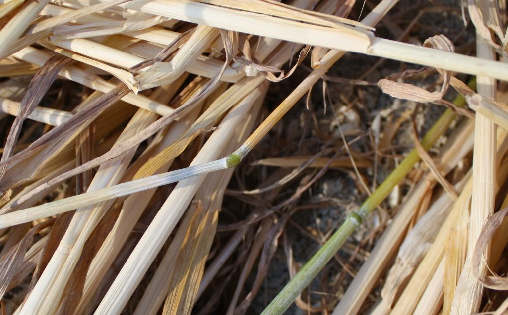 cerchio nel grano di Robella d'Asti