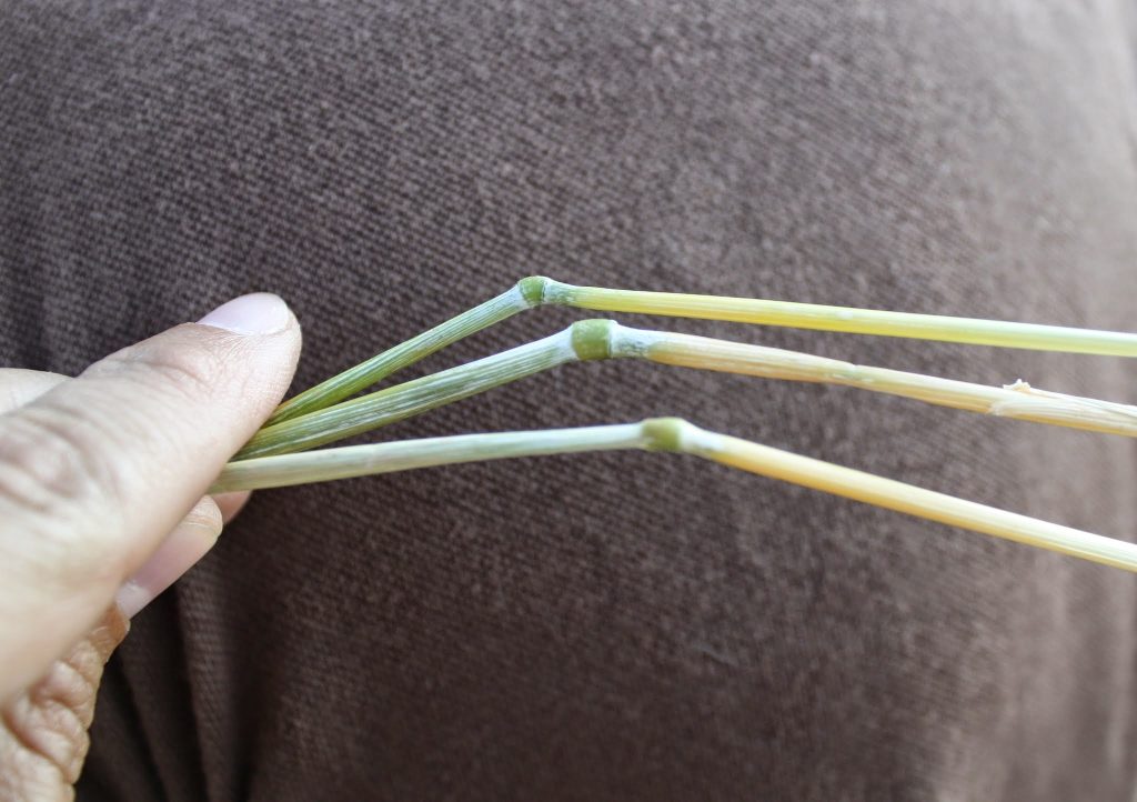 cerchio nel grano di Robella d'Asti