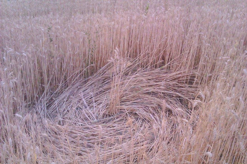cerchio nel grano di Robella d'Asti