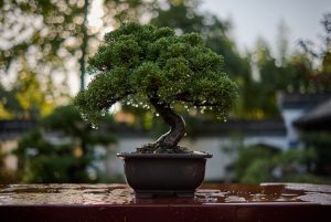 bonsai in agosto