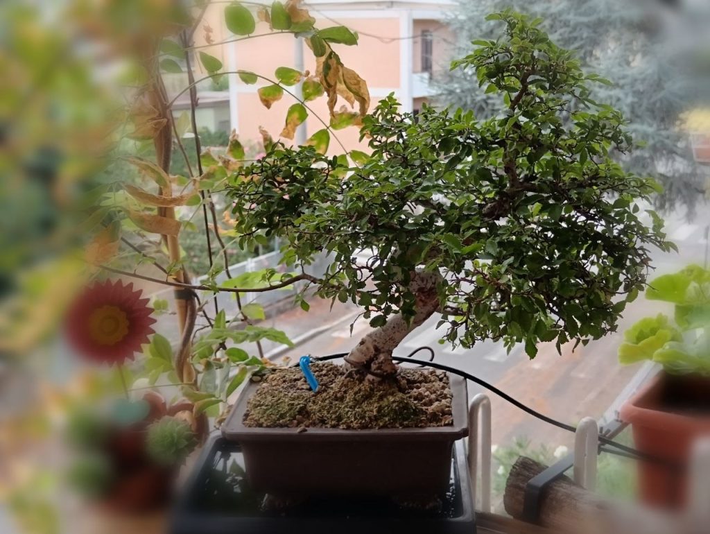 Bonsai in agosto